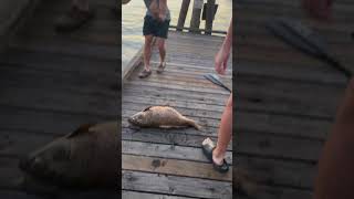 GIANT fish on the dock 🙀🐟🎣