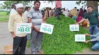 GOURI / ACSEN HYVEG CHILLI GOURI /  चिली गौरी / मिर्ची गौरी / મરચી ગૌરી