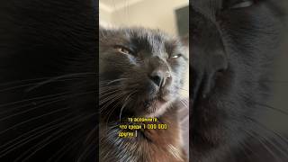 Среди миллионов других | нос | nose | million | миллион | кот на миллион | кошка | котенок |cat|2024