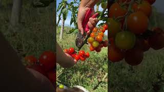 Petik tomat #shorts #youtubeshorts #kebun #tomato