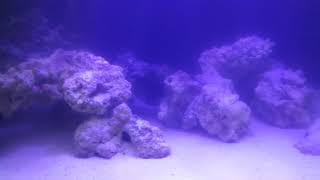 Red Sea Reefer 750 XXL update #2