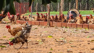 GRANDE SURPRESA | Ficamos muito felizes com o nascimento dos pintinhos de RAÇA PURA! | AGROCRIAÇÃO