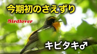 今季初・キビタキのさえずり