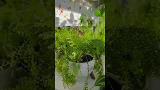 Мое новое зелёное пространство 😊🌿💚