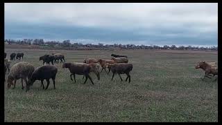 Сказ о том, как мы зимой овец пасем.