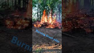 #homesteading #permaculture #prepping #chainsaw #chainsawman #trees #fire #burning