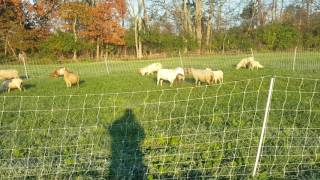 Semper Grazing Ranch - Sheep feeling Great