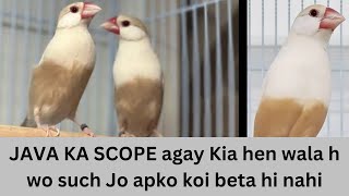 JAVA SPARROW KA SCOPE | agay Kia hoga | July 31, 2024