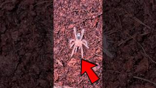 New pet Tarantula 😍🕸️ #pets #insects #spider #animals #wildlife