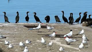 Caspian Tern Trading Their Fish - Fish Sharing