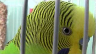 Funny Budgie wants screen time!