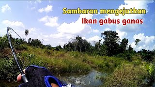 CASTING IKAN GABUS BABON DI SINI KALAU NYAMBAR GAK PAKEK UKURAN || SPOT GANAS DI PALEMBANG