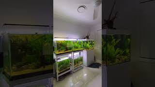 Lovely fishroom, petroom #aquarium #fishroom #fishtank