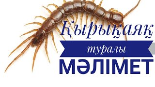 Қырықаяқ туралы қызықты мәліметтер