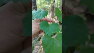 Wild Grape Vines, Scuppernong, Bullus, Muscadine. Wild Edible Foraging Offgrid Homestead