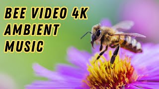 Bee Ambient 4K \ Relax video \ Bee life