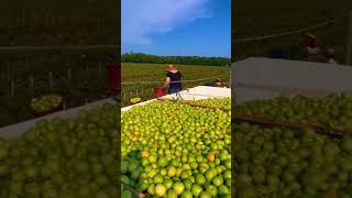 tomato harvesting