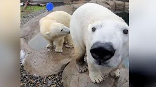 Ganz viel Spaß im Video: Junge Eisbären spielen in einer Wanne voll Eis