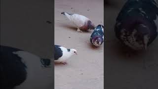 Beautiful Pigeons #shorts #ytshorts #shortsfeed #pigeon