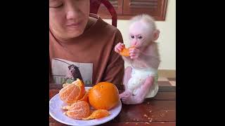 Mom Sit Accompany Chichi To Learn Hold Fruits Eat By Herself | Cocomelon| jumping| monkey king |song