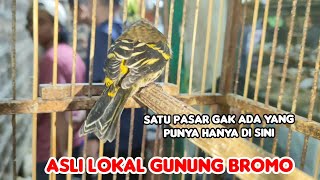 SATU PASAR GAK ADA YANG PUNYA DI SINI ASLI LOKAL GUNUNG BROMO