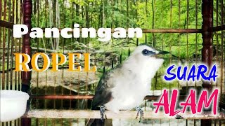 Pancingan burung trucukan suara jernih, ropelan panjang + SUARA ALAM