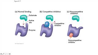 BIOL 1020:1027 Ch 8 pt 3