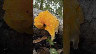 Ushy Gushy Jelly Fungus: Squishy Squelchy Mushroom ASMR 🍄💦