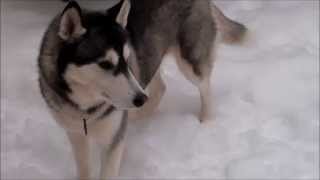 siberian husky; fun in the snow