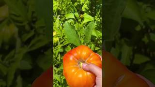 harvest various tomatoes, chilies and vegetables in your own garden 🌱🍴 19 #HomeHarvest