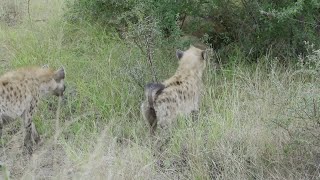 Hyenas scared of a lone young male lion