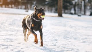 How to Stop Your Doberman Pinscher from Digging in the Yard