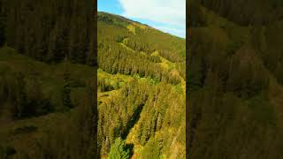 Over the conifers with an FPV drone