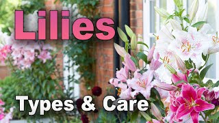 All 5 Types of Lilies Explained – Grow Great Looking Lilies