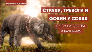 Страхи, тревоги и фобии у собак. В чем сходства и различия.