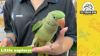 Baby Alexadrine | Victorian Bird Co