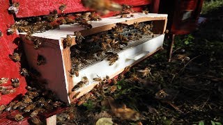 Test beehive with pollen trap | Pollen trap | Harvesting pollen