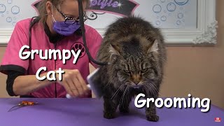 Grumpy Cat Grooming