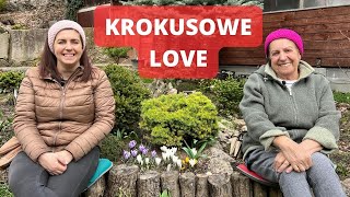 Krokusowe LOVE, czyli wiosna w ogrodzie.