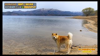 【秋田犬Vlog】秋田県　田沢湖湖畔さんぽ と 秋田犬グッツをご紹介　　　　　　　　　　　　　　　　　　　　　　　　　　　　　　　　　　　　　　　　　　　　　　 2022/04/24　毘沙門１歳５か月