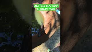 Ikan sapu sapu