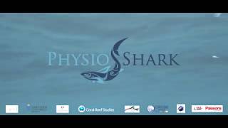 PHYSIOSHARK # 2 - Shark Research on Moorea, French Polynesia