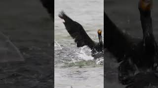 Cormorant fishing | The birds caught the fish and flew away