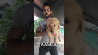 Golden Retriever Puppy for sale ❤️ 😍 #shorts #viral