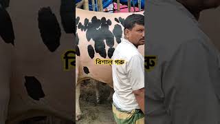 কুরবানীর জন্য বিশাল গরু | A big sacrificial cow #goru #cow #গরুর_হাট