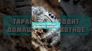 Удивительный факт / тарантул заводит себе домашнее животное #факты #животные #интересно