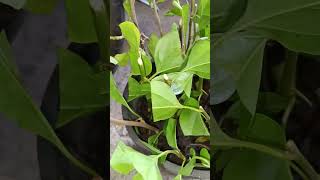 My bougainvillea cuttings#bougainvillea #plantmom #momlife #gardening