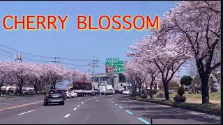 KOREA CHERRY BLOSSOMS 2021 | Jeju Island, Korea