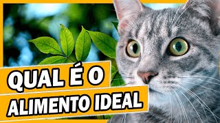 Problemas Digestivos | Preste Atenção na Ração do Seu Pet