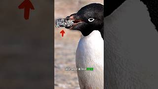 Penguin gives a Stone to his chosen mate, then this Happens!🐧💕 #seaanimals